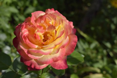 Gül değiştiren renkli bir bitki. İnanılmaz bir kombinasyonu olan çok renkli güller kırmızı, sarı, turuncu ve pembe parlak ışık gibi görünüyor. Doğal güzellik ve yeşil bahçedeki parıltı