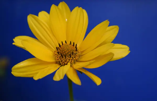 Желтый Цветок Маргаритки Гелиопсис Глубоком Голубом Фоне — стоковое фото