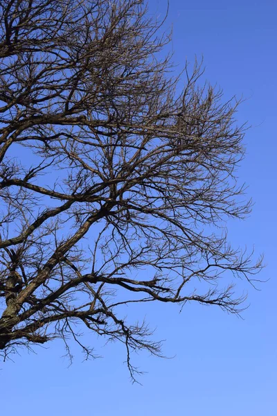 蓝蓝的天空映衬着树枝 冬天的树 映衬着夜空的轮廓 — 图库照片