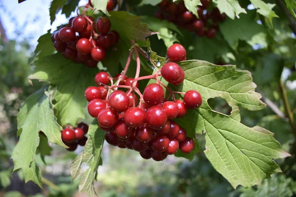 Red Juicy Viburnum Berries Brunch Red Viburnum Berries Branch Garden — Stock Photo, Image