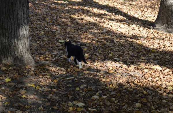 Nette Katze Wald Entzückendes Haariges Schwarz Weißes Kätzchen Porträt Einer — Stockfoto