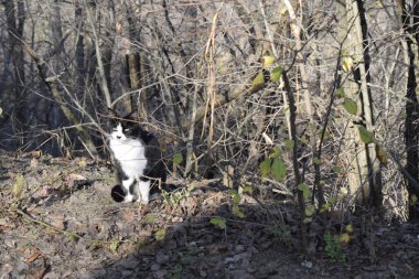 Ormandaki sevimli kedi. Sevimli, kıllı, siyah beyaz kedi yavrusu. Ormanda siyah noktalı beyaz kedi portresi.