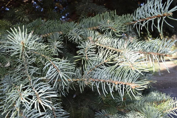 햇빛을 가까이 가문비나무 가지들이 보입니다 가문비나무 가지에는 잡초가 필요하다 크리스마스 — 스톡 사진