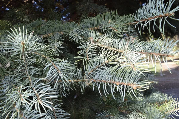 Zweige Einer Jungen Blaufichte Sonnenlicht Großaufnahme Üppige Bedürfnisse Den Zweigen — Stockfoto