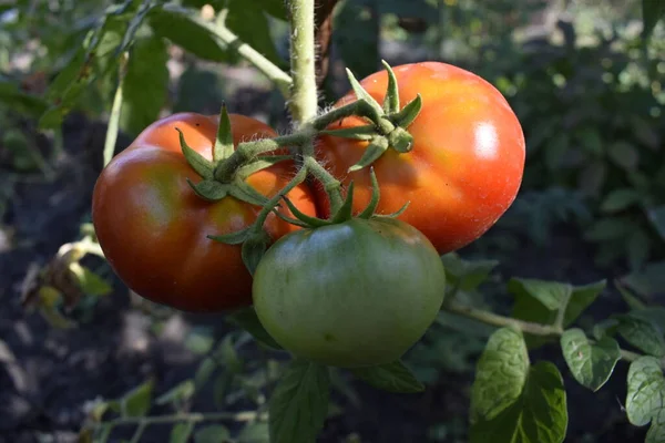 Gros Plan Tomates Fraîches Mûres Vertes Grappes Sur Les Vignes — Photo