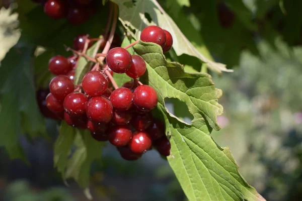 Frutas Vermelhas Viburnum Ramo Jardim Viburnum Viburnum Opulus Bagas Folhas — Fotografia de Stock