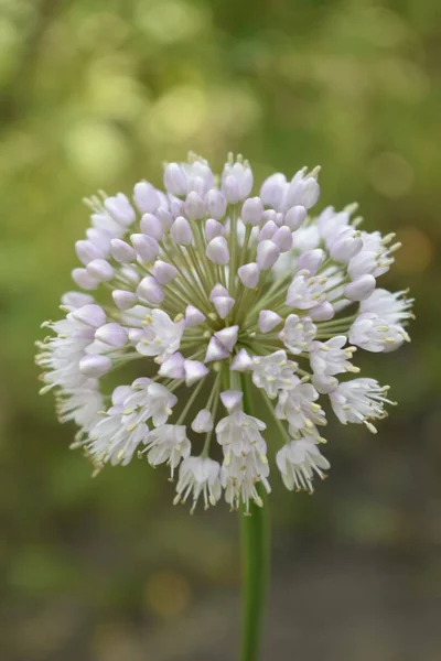 Allium Polyanthum Onions Inflorescence Having Seeds Selective Focus Blooming Onion — Stock Photo, Image