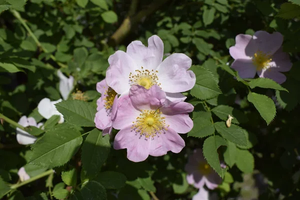 Nyponbusken Blommar Våren Ljusa Vackra Blommor Rosenhöfter Delikat Rosa Färg — Stockfoto