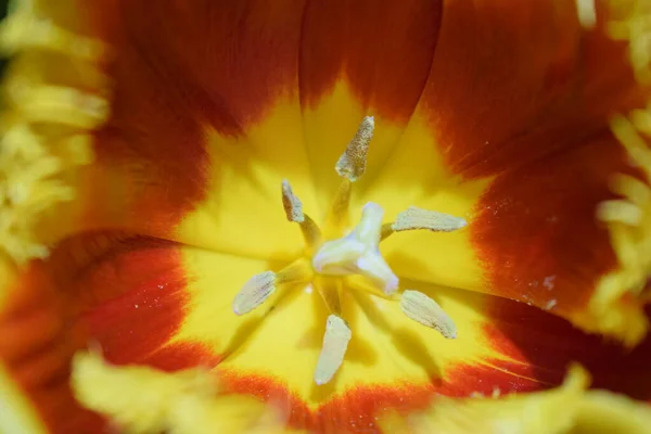 Yellow-red tulips. Details of spring flowers. Symbol of spring and new life. Close up photo of red and yellow tulip flower with detail tulip petals, stamens and pistils.