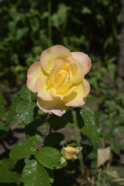 Una Planta Con Rosas Que Cambian Color Rosas Multicolores Con — Foto de Stock