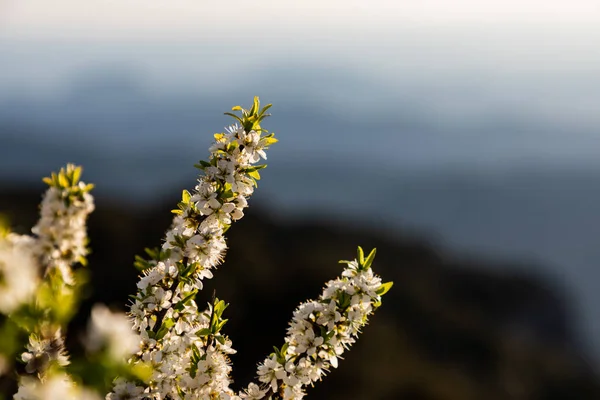 Primer plano de un poco de ramas de flores blancas —  Fotos de Stock