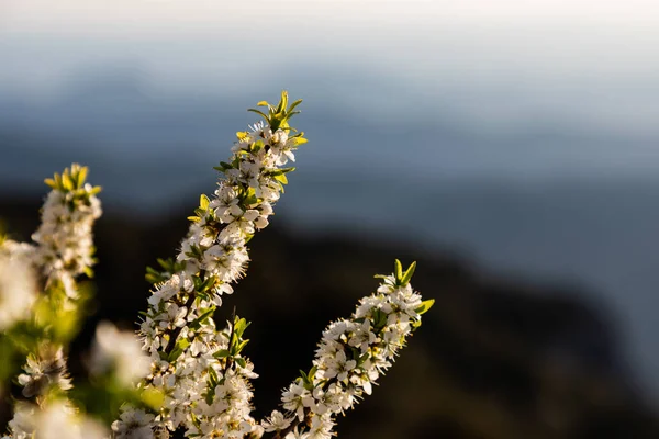Primer plano de un poco de ramas de flores blancas —  Fotos de Stock