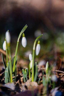Galanthus çiçekleri kuru yaprakların üzerinde