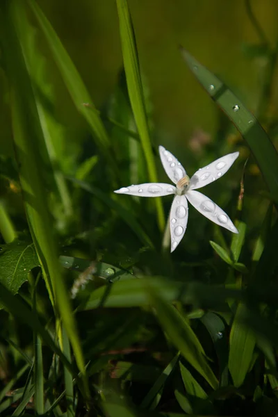 Estrella de Belén blanco 5 pétalos flor fondo borroso — Foto de Stock