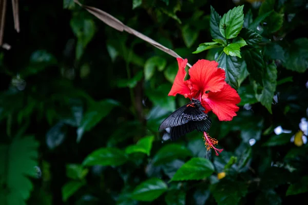Black tropical butterfly holding on a red hibiscus flower