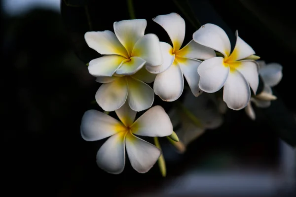 暗い背景に美しい白と黄色のプルメリアの花 — ストック写真