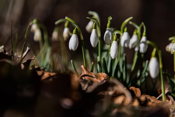 Piękne białe kwiaty Galanthus na suche liście ziemi — Zdjęcie stockowe