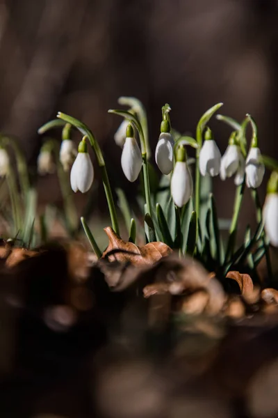 Lindas flores brancas de Galanthus no chão de folhas secas — Fotografia de Stock