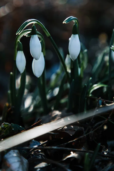 Lindas flores brancas de Galanthus no chão de folhas secas — Fotografia de Stock