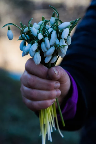 Mão segurando buquê de flores brancas de Galanthus — Fotografia de Stock