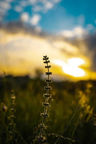 Beautiful Sunset Dry Flower Branch Sun Rays Passing Clouds Copy — Stock Photo, Image