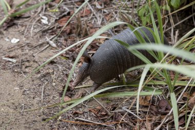 Dokuz bantlı armadillo, Junquillal Doğa Koruma Alanında Dasypus novemcinctus. Guanacaste, Kosta Rika.