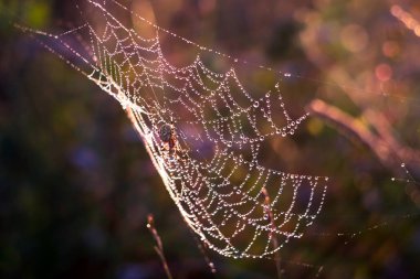 Örümcek web oturan