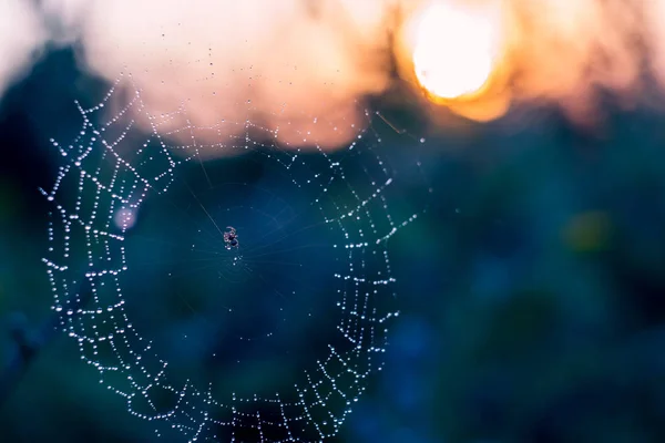 Araña sentada en la web — Foto de Stock