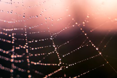 Örümcek ağı üzerinde çiy damlaları