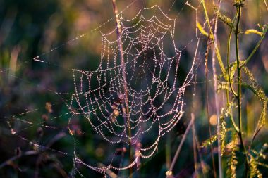 Örümcek ağı üzerinde çiy damlaları