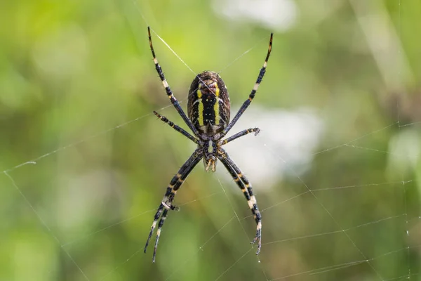 Spindel sitter i webben — Stockfoto