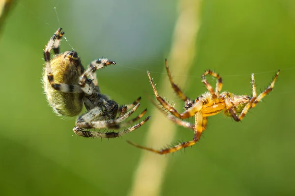 Flerte de aranhas — Fotografia de Stock