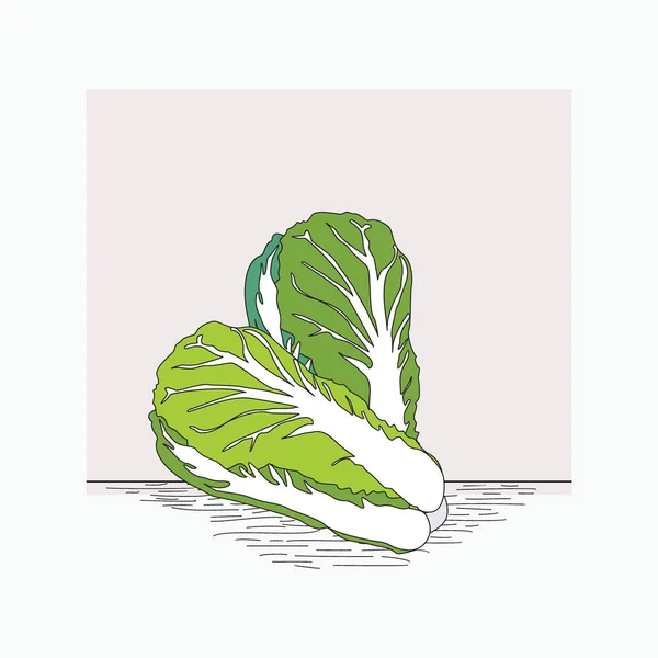 Çin lahanası - gıda karikatür logosu için el çizimi vektör çizimleri