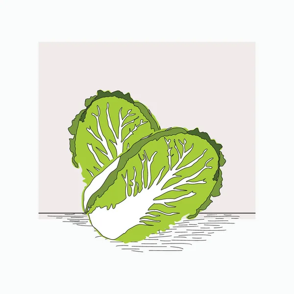 Chinakohl Handgezeichnete Vektorillustrationen Für Lebensmittel Cartoon Logo — Stockvektor