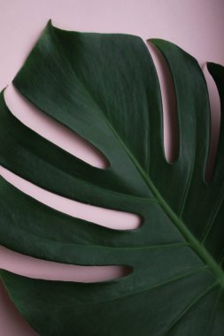 pembe bir arka plan üzerinde yeşil yaprak