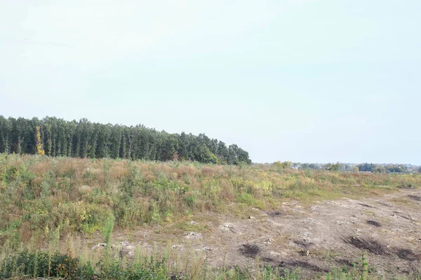 ウクライナの大規模森林破壊 — ストック写真