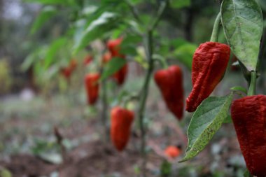 Sebze bahçemde kırmızı biber