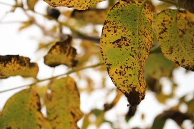 Ağaç dallarında sarı yapraklar