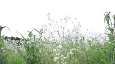 Soya fasulyesi tarlada rüzgarda sallanıyor