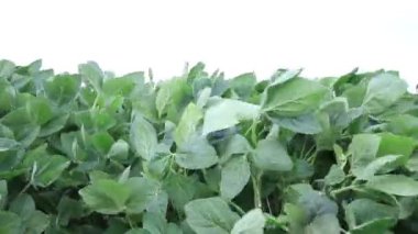 Soya fasulyesi tarlada rüzgarda sallanıyor