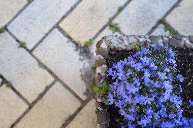 Kaldırımdaki gri fayans deseni ve sağ köşedeki küçük mavi çiçekler. Kopya alanı ile klasik konsept. Kaldırımda dekoratif bitkiler.