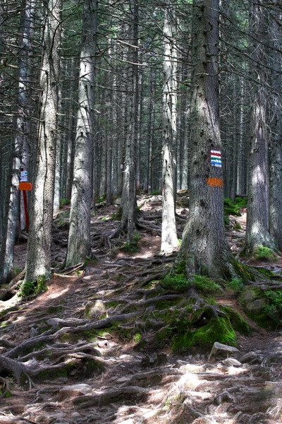 Trilha Caminhadas Com Raízes Pedras Uma Floresta Nas Montanhas Verão — Fotografia de Stock