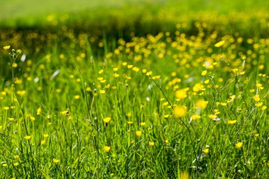 Sarı çiçekli, güneşli yeşil çayır. Yazın açan sarı çiçekler. Panoramik görünüm, boşluğu kopyala.