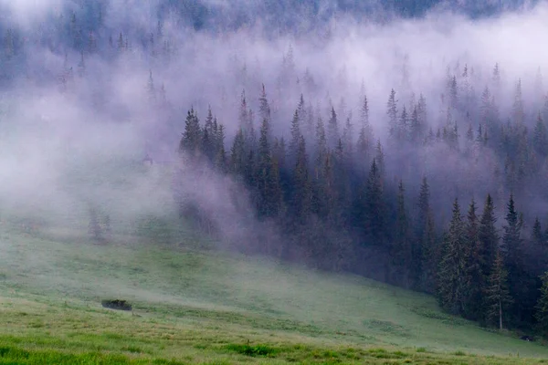 Утренний Туман Альпийском Лугу Горах Хвойные Леса Тумане Высоко Горах — стоковое фото