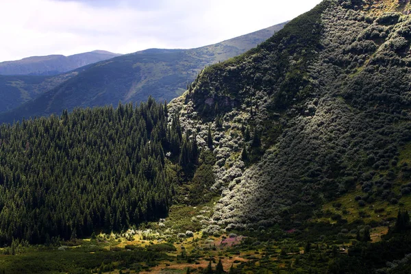 Круті Гірські Схили Ущелина Вкриті Хвойними Лісами Чагарниками Променях Літнього — стокове фото