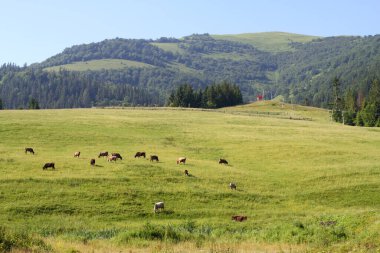 İnekler dağlardaki köknar ağaçlarının arasında bir çayırda otlarlar. Arka planda dağlar ve yamaçlar. Çayırda ineklerle birlikte dağ manzarası