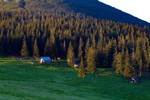 Ξύλινα σπίτια στην άκρη ενός κωνοφόρου δάσους σε ένα λιβάδι ψηλά στα βουνά την αυγή. Ορεινό τοπίο με ένα σπίτι στην ανατολή του ηλίου το καλοκαίρι — Φωτογραφία Αρχείου