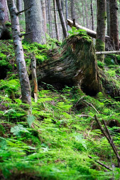Velho Toco Uma Grande Árvore Entre Vegetação Verde Uma Floresta — Fotografia de Stock