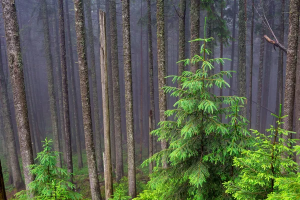 Abeto Verde Fundo Troncos Árvores Coníferas Uma Floresta Montanha Nebulosa — Fotografia de Stock