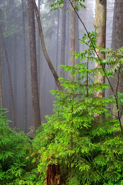 Abeto Verde Fundo Troncos Árvores Coníferas Uma Floresta Montanha Nebulosa — Fotografia de Stock